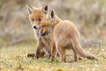 Red fox cubs new born in springtime.
