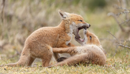 Red fox cubs new born in springtime.