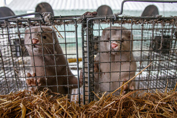 Mink farm. Mink in the cage. Mink's fur