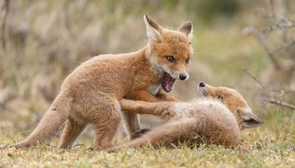 Red fox cubs new born in springtime.