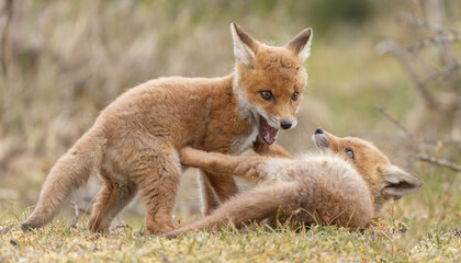 Red fox cubs new born in springtime.
