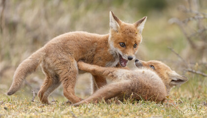 Red fox cubs new born in springtime.