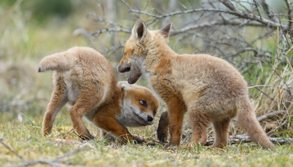 Red fox cubs new born in springtime.