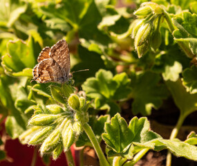 Mariposa posada en una geranio