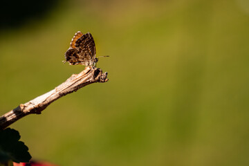 Mariposa posada en una rama
