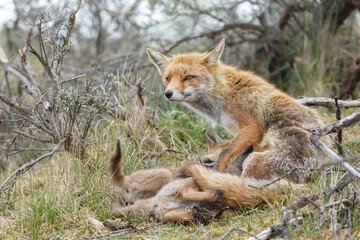 Naklejka na ściany i meble Red fox cubs new born in springtime.