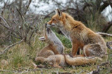 Red fox cubs new born in springtime.