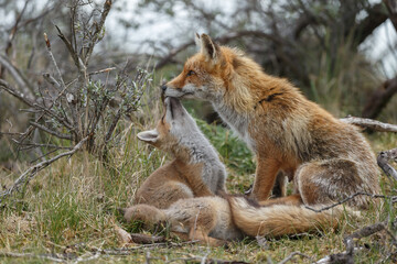 Red fox cubs new born in springtime.
