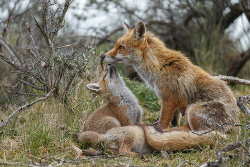 Red fox cubs new born in springtime.