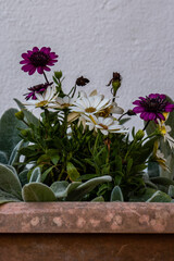 Conjunto de plantas y flores en un tiesto con fondo blanco
