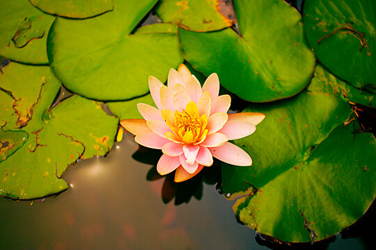 Nelumbo nucifera in Buenos Aires