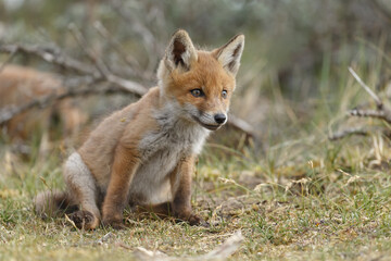 Red fox cubs new born in springtime.