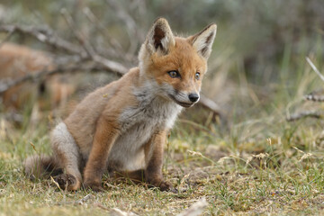 Fototapeta premium Młode lisa rudego rodzą się wiosną.