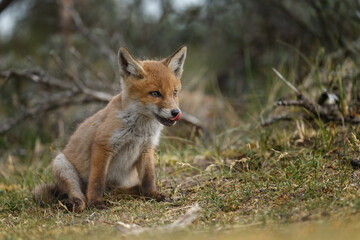 Fototapeta premium Red fox cubs new born in springtime.