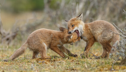 Red fox cubs new born in springtime.