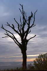 A lone tree stands silhouetted against the sky at sunset with blue clouds in the background and orange sunlight on the horizon.