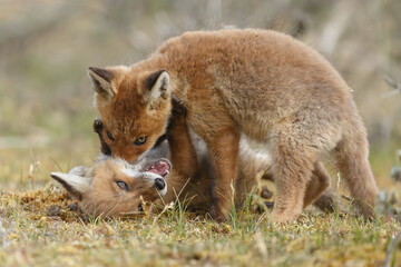 Red fox cubs new born in springtime.
