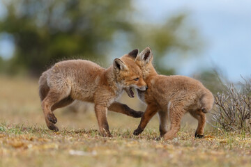 Naklejka premium Red fox cubs new born in springtime.