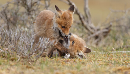 Red fox cubs new born in springtime.