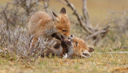 Red fox cubs new born in springtime.