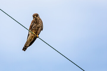 Close up of Kestrel - bird of prey - perched on wire against light blue sky