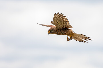 Close up of Kestrel - bird of prey - hovering in the sky, hunting for prey