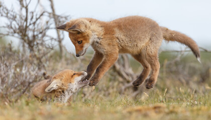 Red fox cubs new born in springtime.