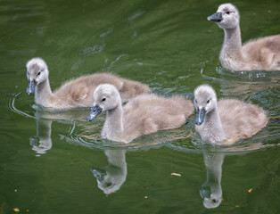 Close up of three young Cygnets - baby swans - on river with reflections