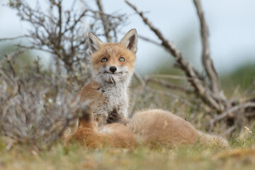 Red fox cubs new born in springtime.