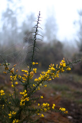 Camino de Santiago
The Pilgrimage Routes to Santiago de Compostela