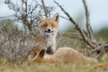 Fototapeta na wymiar Red fox cubs new born in springtime.