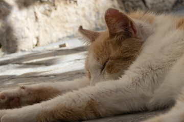 An adorable brown orange cat sleeps outdoor in fall. fluffy cat sleeps at the street. stray cat outside