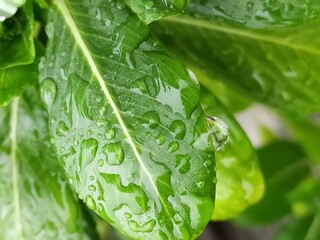 beautiful green leaves with water drops