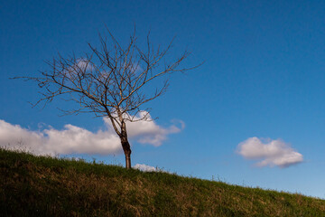 Árbol solitario en el campo con cielo azul y algunas nubes