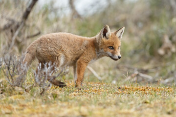 Red fox cubs new born in springtime.