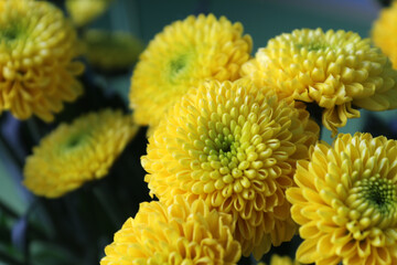 Bouquet of small yellow chrysanthemums