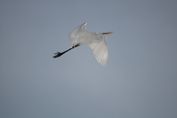 snowy egret in flight