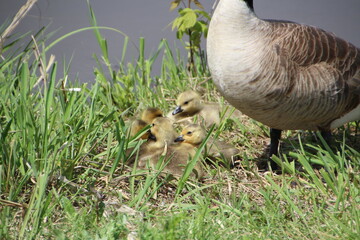 Family Of Goslings, Pylypow Wetlands, Edmonton, Alberta