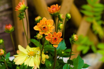 wunderschöne Blumen in einem einmaligem Licht