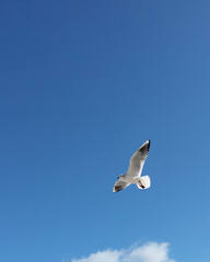 Beautiful sea gulls on a background of blue sky.