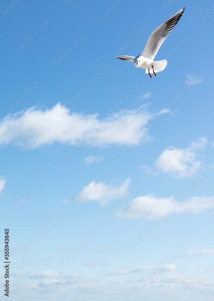 Wall mural beautiful sea gulls on a background of blue sky.