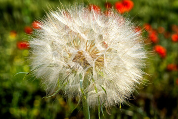 dandelion on a green background