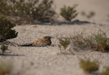 Egyptian Nightjar in the desert  habitat of Bahrain