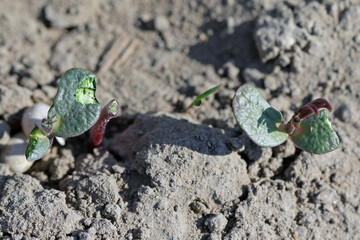 Young lupine plants damaged by soil pests.