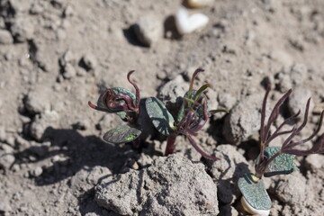 Young lupine plants damaged by soil pests.