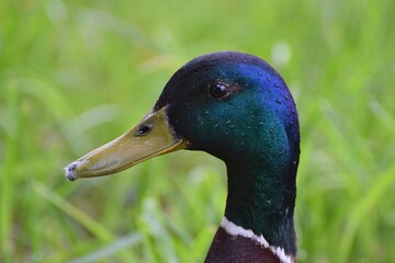 Kaczka prosto z wody © Edward