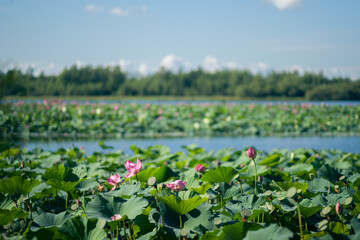 Lotus lake. Khabarovsk. Russia. Far East