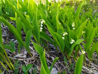 green grass. Lilies of the valley.
