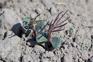 Young lupine plants damaged by soil pests.