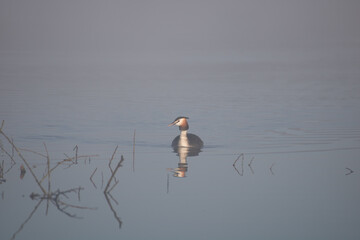 great crested grebe on the lake